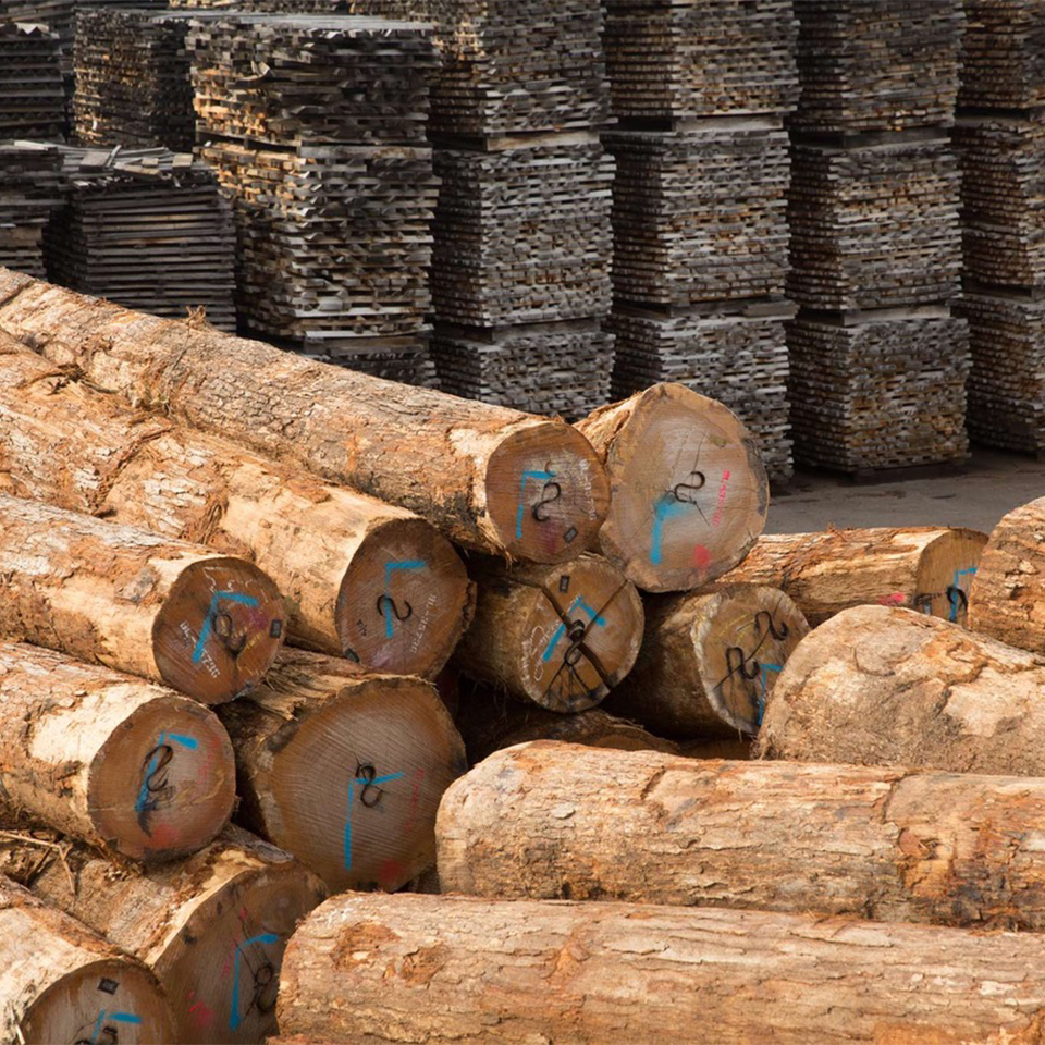 Logs Stacked in yard